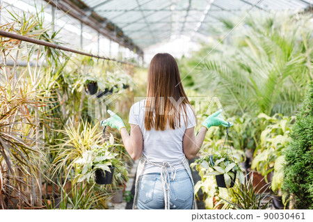 Woman gardener in apron caring potted plant in greenhouse surrounded by plants and pots. Home gardening, love of plants and care. Small business. Woman gardener in apron caring potted plant in greenhouse surrounded by plants and pots. Home gardening, love of plants and care. Small business. 90030461