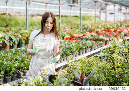 Woman gardener in apron caring potted plant in greenhouse surrounded by plants and pots. Home gardening, love of plants and care. Small business. Woman gardener in apron caring potted plant in greenhouse surrounded by plants and pots. Home gardening, love of plants and care. Small business. 90030462