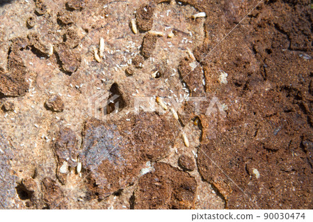 Yamato termite 90030474
