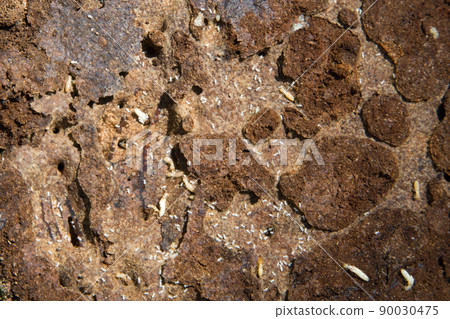 Yamato termite 90030475