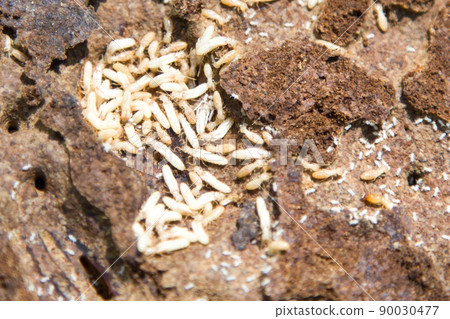 大和白蟻 90030477