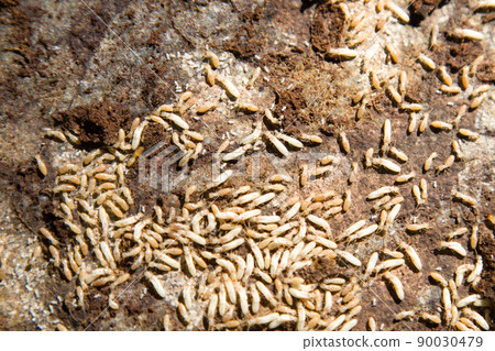 Yamato termite 90030479