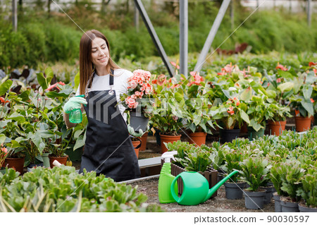 Young woman florist spraying water on houseplants in flower pots by sprayer. Closeup of female gardener sprinkles flowers using spray bottle. Young woman florist spraying water on houseplants in flower pots by sprayer. Closeup of female gardener sprinkles flowers using spray bottle. 90030597