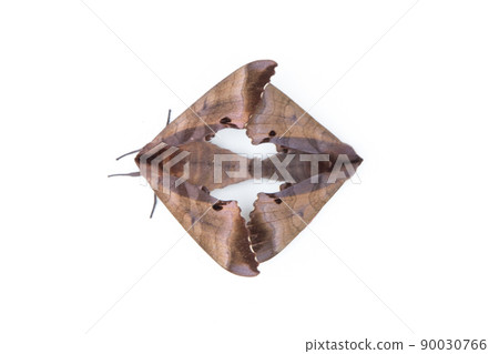 Momosume Momosume 90030766