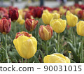 Tulip field 90031015