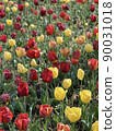 Tulip field 90031018