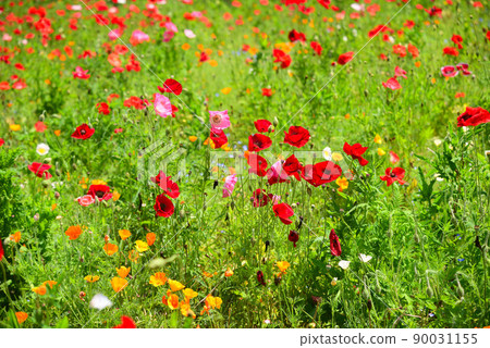 Poppy flowers that fill the field 90031155