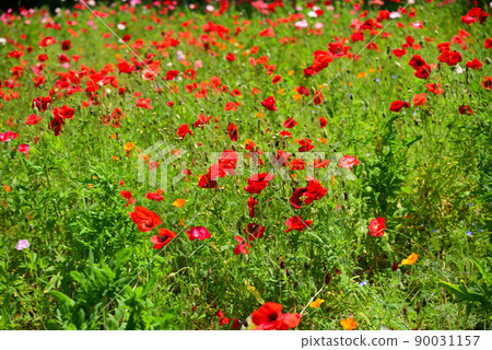 Poppy flowers that fill the field Poppy flowers that fill the field 90031157