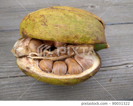 Pachira seeds 90031322