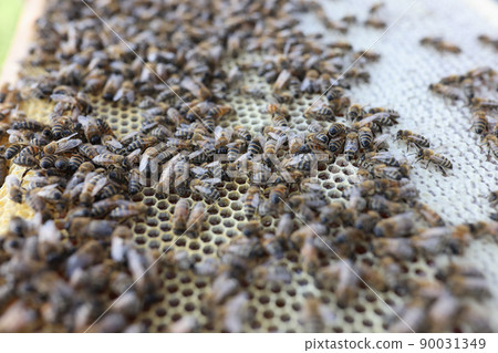 Hive in summer and food for bees in apiary closeup Hive in summer and food for bees in apiary closeup 90031349