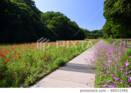 五月的栗濱花卉公園,罌粟花盛開 五月的栗濱花卉公園,罌粟花盛開 90031466