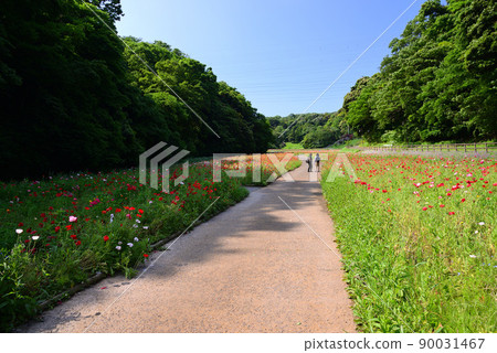 Kurihama Flower Park in May filled with poppy flowers Kurihama Flower Park in May filled with poppy flowers 90031467