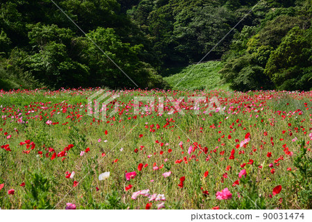 Kurihama Flower Park in May filled with poppy flowers Kurihama Flower Park in May filled with poppy flowers 90031474