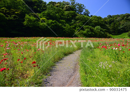 Kurihama Flower Park in May filled with poppy flowers Kurihama Flower Park in May filled with poppy flowers 90031475