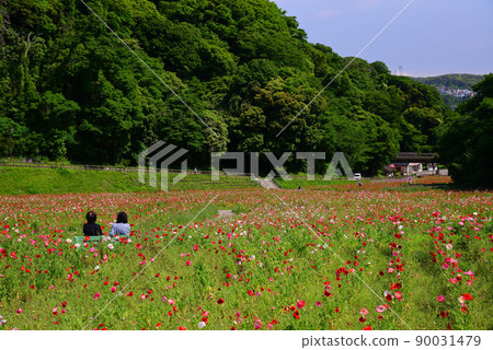 Kurihama Flower Park in May filled with poppy flowers Kurihama Flower Park in May filled with poppy flowers 90031479