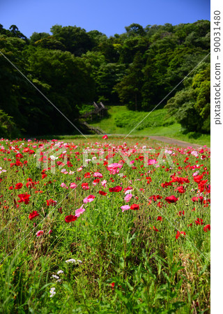 Kurihama Flower Park in May filled with poppy flowers Kurihama Flower Park in May filled with poppy flowers 90031480