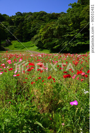 Kurihama Flower Park in May filled with poppy flowers Kurihama Flower Park in May filled with poppy flowers 90031481