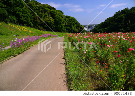 Kurihama Flower Park in May filled with poppy flowers Kurihama Flower Park in May filled with poppy flowers 90031488