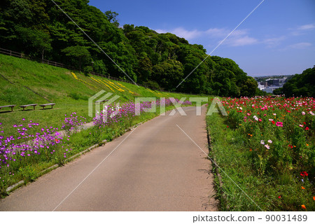 Kurihama Flower Park in May filled with poppy flowers Kurihama Flower Park in May filled with poppy flowers 90031489