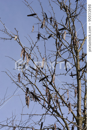 Thornless Honey locust Thornless Honey locust 90031698