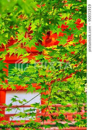 新鮮的綠色秋葉Kimiidera 新鮮的綠色秋葉Kimiidera 90031919