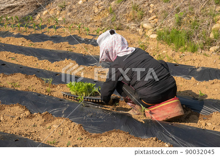 planting seedlings 90032045