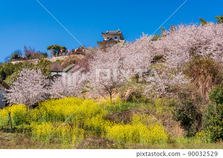 (Onomichi City, Hiroshima Prefecture) Innoshima Suigun Castle, where cherry blossoms bloom 90032529