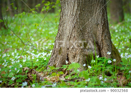 Wood anemone flowers growing by a large tree trunk Wood anemone flowers growing by a large tree trunk 90032568