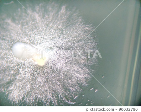 The spread of white mold hyphae The spread of white mold hyphae 90032780