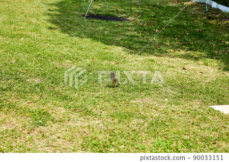Bird watching Bird watching 90033151