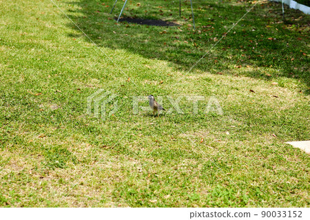 Bird watching 90033152
