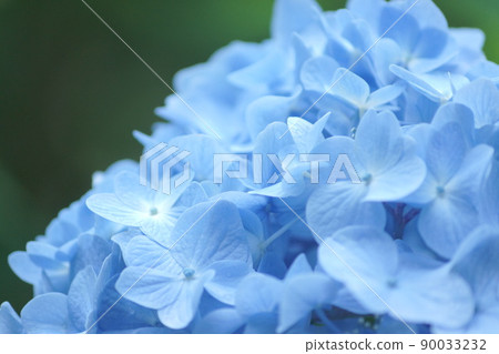 Close up of light blue hydrangea flowers on undertone background 90033232