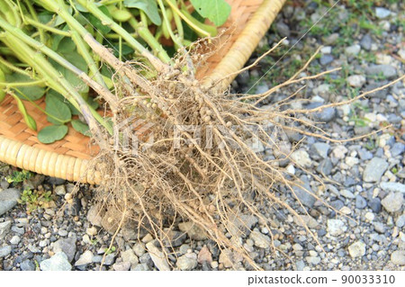 Harvesting soybeans, rhizobia on soybean roots extracted from soil 90033310