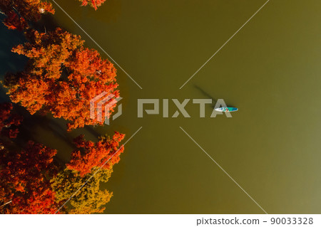 Aerial view with woman on paddle board at lake with orange Taxodium distichum trees. Top view. Aerial view with woman on paddle board at lake with orange Taxodium distichum trees. Top view. 90033328