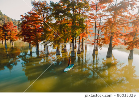 Aerial view of traveller on SUP board at the lake with autumnal Taxodium distichum trees and sunshine Aerial view of traveller on SUP board at the lake with autumnal Taxodium distichum trees and sunshine 90033329