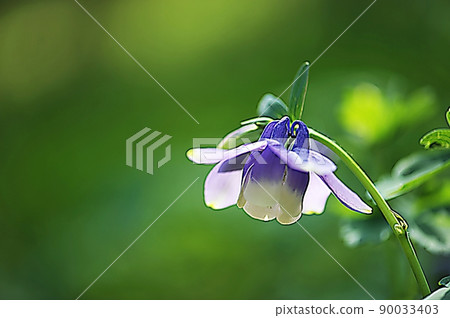 天空赤腳花 天空赤腳花 90033403