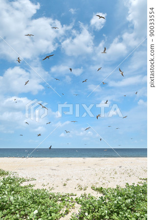 有海鷗的無人沙灘,夏日海灘度假勝地 有海鷗的無人沙灘,夏日海灘度假勝地 90033554