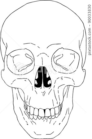 Vector illustration of skull Vector illustration of skull 90033830