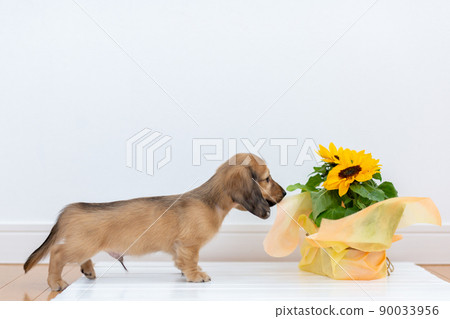 Puppy Kaninhen Dachshund 90033956