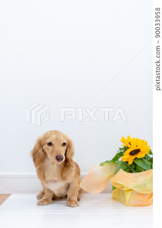 Kaningen Dachshund 90033958