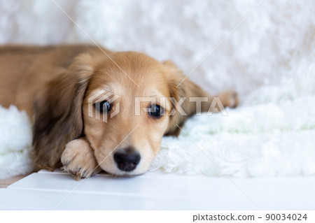 Puppy Kaninhen Dachshund 90034024