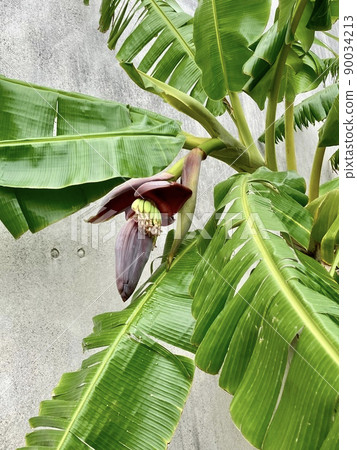 Banana flowers and small banana fruits found in Okinawa 90034213