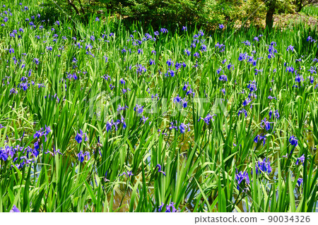 京都大田神社的Kakitsubata（上賀茂別來神社的Setsumatsusha） 90034326