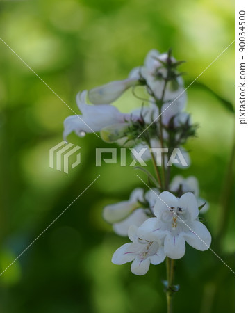 White flower gentian buckleya lanceolata White flower gentian buckleya lanceolata 90034500