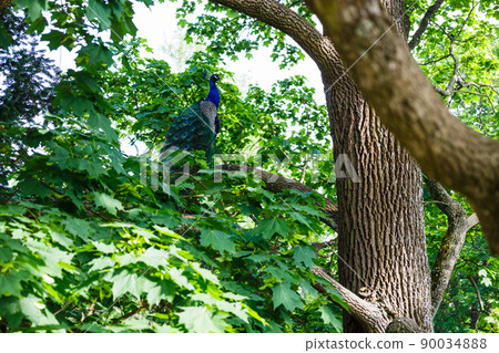 Peacock or blue peafowl into the branch of the tree 90034888