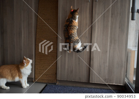 Young kitten is playing with laser pointer image. 90034953