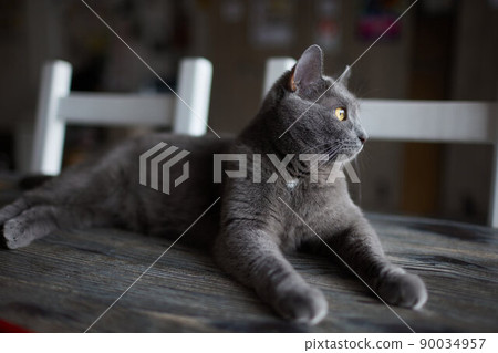 cat lying down on wooden table looking at camera. 90034957