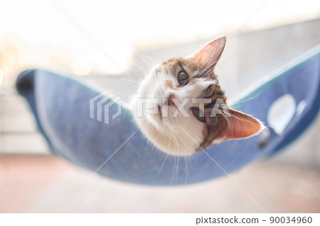 cute cat laying in wall glass mounted bed. 90034960
