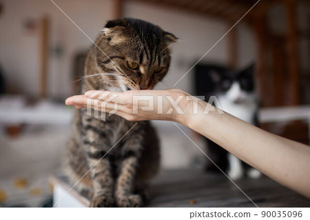 Young woman feeds her lovely cat from hands. Charming family pets and people's tendance them. Young woman feeds her lovely cat from hands. Charming family pets and people's tendance them. 90035096