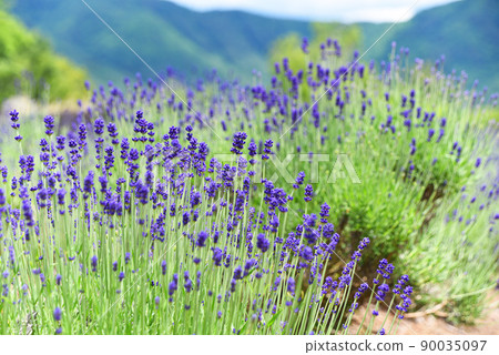 薰衣草花 薰衣草花 90035097
